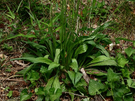 {Plantago lanceolata}